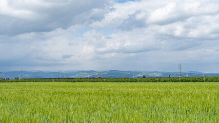 crop field in a sunny day with spare clouds