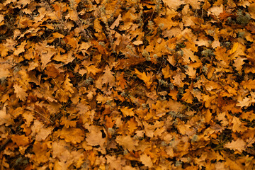 Carpet of dry oak leaves covering the forest ground