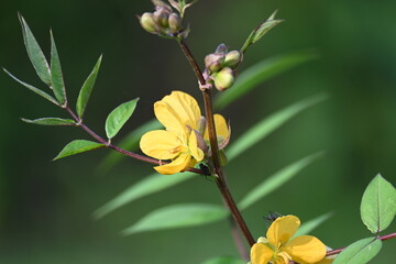 Senna occidentalis plant flower. Its common names septicweed, coffee senna, coffeeweed, Mogdad coffee, negro-coffee, senna coffee, Stephanie coffee flower, stinkingweed and styptic weed.
