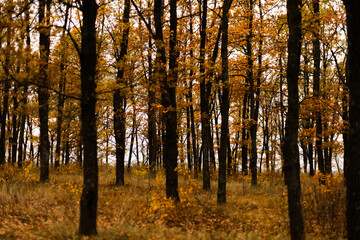 Autumn forest with golden trees