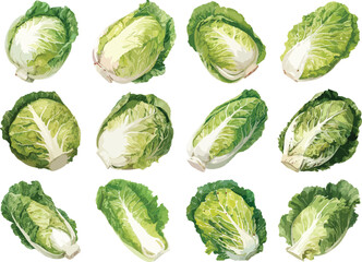Fototapeta premium Watercolor Napa Cabbage Clipart
