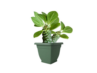 Euphorbia neriifolia or spurge green pot plant isolated on a white background