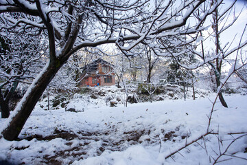 A snow-covered landscape in Manali, India, frames a cozy hillside house beneath frosted branches, capturing the quiet charm of winter in the Himalayan mountains.