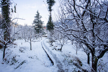 Ethereal Winter Wonderland: Snow-Covered Orchard and Frozen Path in Manali, Himachal Pradesh