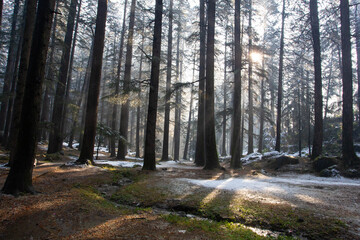 Ethereal Morning Sunlight Piercing Through Towering Pine Trees in a Snow-Dusted Forest of Manali, Himachal Pradesh, India