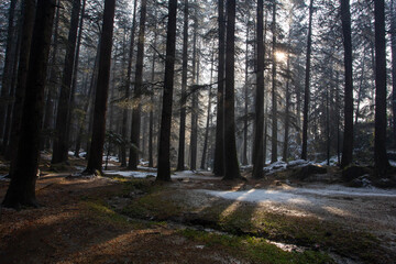 Fototapeta premium Sunlight Through the Pines: Mystical Winter Forest Scene in Manali, Himachal Pradesh, India