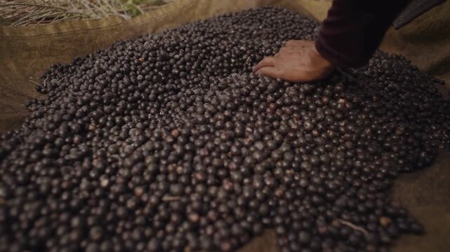 Close-Up of Hand Touching Fresh Acai Berries in 4K Ultra HD &mdash; Exploring Juicy Tropical Superfood Fruits, Highlighting Organic Farming, Healthy Lifestyle, and Natural Nutrition