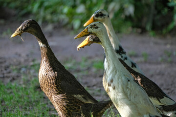 Group of  Indian runner ducks