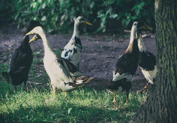 Group of  Indian runner ducks