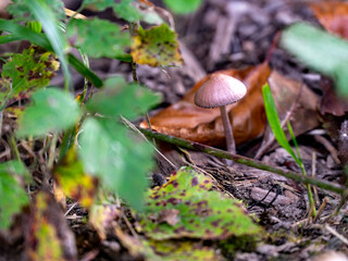 Brauner Pilz zwischen Laub und Gehölz