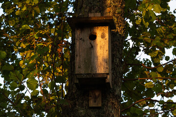 Rustic wooden birdhouse on a tree trunk, bathed in the warm, golden light of the setting sun in Estonian nature.