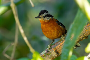 Ferruginous antbird - Drymophila ferruginea 