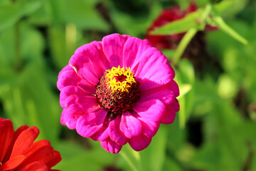 A purple-pink zinnia flower in a fall garden on a sunny day - color horizontal photo, close-up
