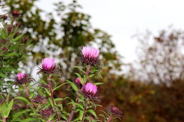 Closed pink aster flowers in a garden on a cloudy autumn day against a background of trees - color horizontal photo, close-up