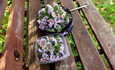 Cut lilac aster flowers in a tin box and plastic container on a wooden bench with scissors in the garden on a sunny autumn day - color horizontal photo