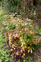 Young oak trees with colorful leaves in a garden against a backdrop of other trees on a sunny autumn day - color horizontal photo