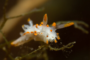 Limacia inesae Nudibranch with Orange-Tipped Cerata – Mediterranean Macro Scene 