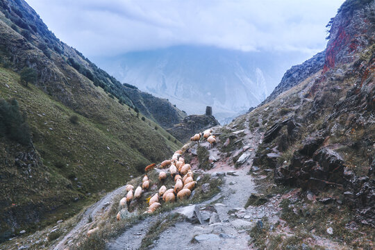 Sheep on remote rugged mountain trail - Powered by Adobe