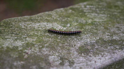 Red-banded millipede (Anoplodesmus saussurii) crawling on mossy stone