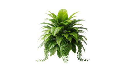 A lush green plant arrangement with various types of leaves and ferns, placed on a white background.