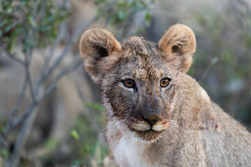 a young lion cub, making eye contact.