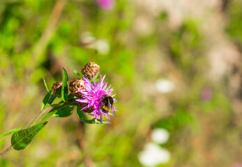 Bumblebee sitting on purple burdock flower on summer day