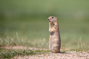 prairie dog sitting straight up guarding its den