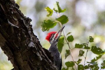 pileated woodpecker on the side of a tree looking upward