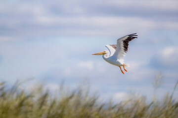 white american pelican flying above the grasses against a blue sky