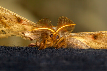 close up of face and feathery antennae of the polyphemus moth