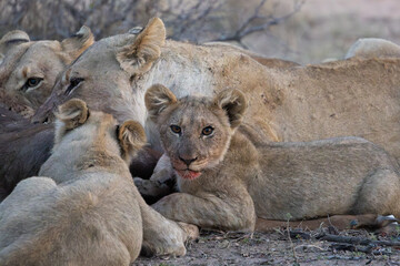 a small lion cub with red lipstick