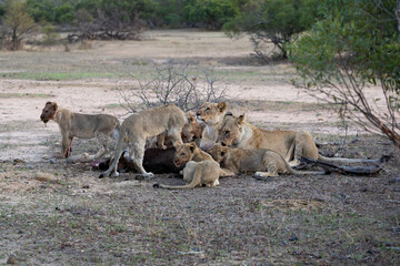 a lion pride feeding together on a blue wildebeest