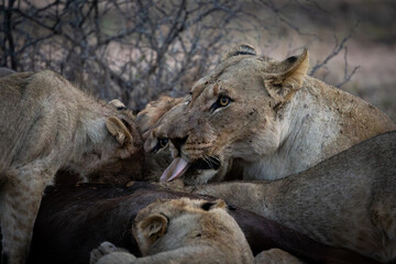 a lion pride feeding frenzy close-up