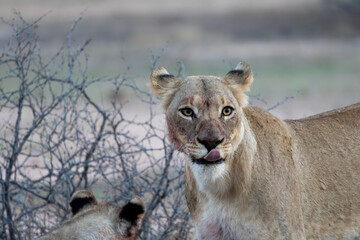 a close-up portrait of a lioness