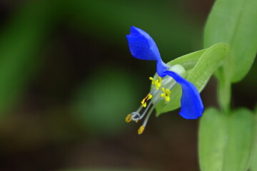 涼やかな青色の花