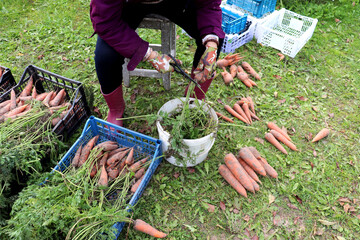 A woman trims carrot tops with scissors, processing vegetables after harvesting in a farm garden on a cloudy autumn day - color horizontal photo, female legs and arms