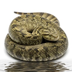 Obraz premium Intense coiled snake with detailed scales and piercing eyes, reflecting in rippling water, capturing raw wildness and natural power for your projects.