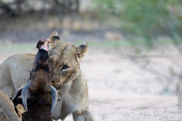a lioness dragging the blue wildebeest carcass