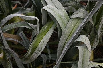 Leek plants growing in a row in the ground. Vegetable garden.