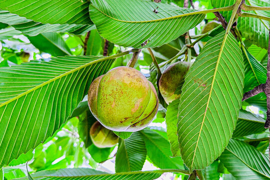 Beautiful elephant apples or chalta fruits in the garden.