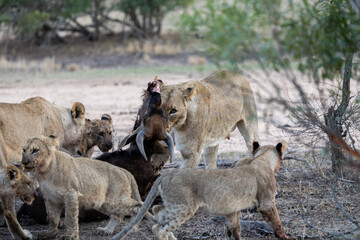 a lioness dragging the blue wildebeest carcass