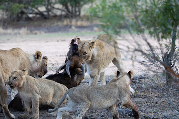 a lioness dragging the blue wildebeest carcass