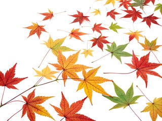 Fototapeta premium Beautiful red orange yellow green maple leaves are scattered and isolated on a transparent background for clear design placement.