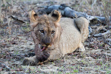 a small lion cub grooming itself