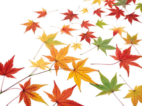 Beautiful red orange yellow green maple leaves are scattered and isolated on a transparent background for clear design placement.
