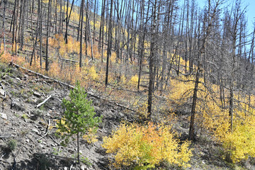New Growth after Forest Fire