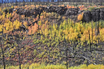 New Growth after Forest Fire