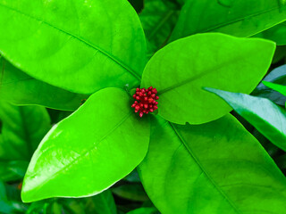 Beautiful macro photo of red Ixora chinensis flowers in the garden.