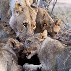 a lion pride feeding frenzy close-up