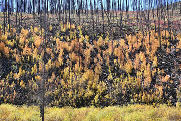 New Growth after Forest Fire